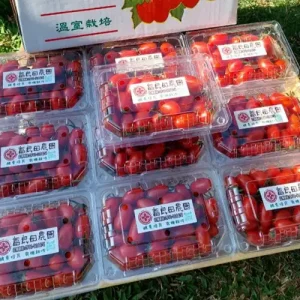 玉女小番茄十盒裝(免運)