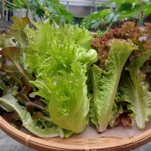 有機溫室生菜 綜合生菜包220公克(隨機出貨)